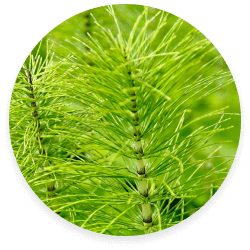 Horsetail <br> Extract